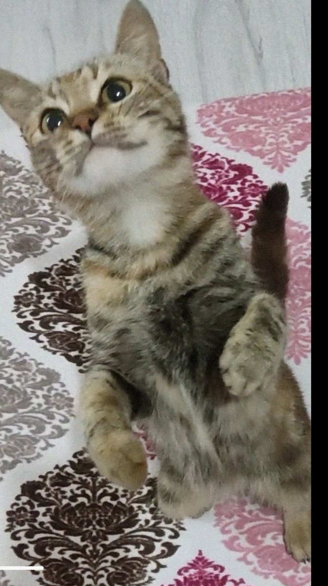 catriliçe👑🐾 (@catderler) on Twitter photo 