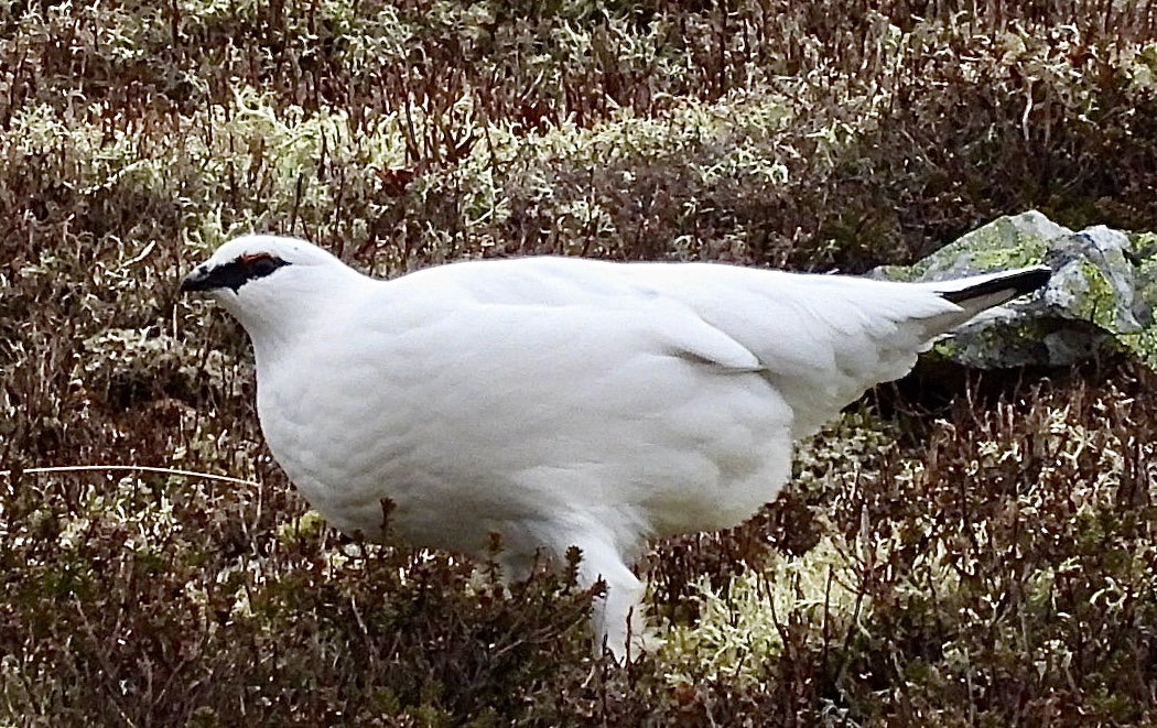 Had fab views of four Ptarmigan at #Glenshee before #StormÉowyn arrived! <a href="/cairngormsnews/">Cairngorms National Park</a> @CNPnature <a href="/VisitCairngrms/">VisitCairngorms.com</a> <a href="/RSPBScotland/">RSPB Scotland</a> <a href="/Natures_Voice/">RSPB</a> <a href="/BBCSpringwatch/">BBC Springwatch</a> <a href="/RSPBbirders/">RSPB Birders</a>
