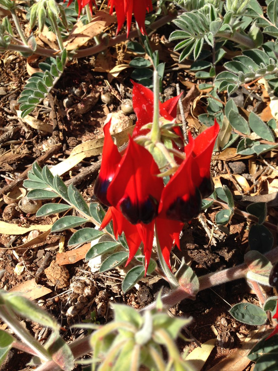 Happy Australia Day! 🇦🇺