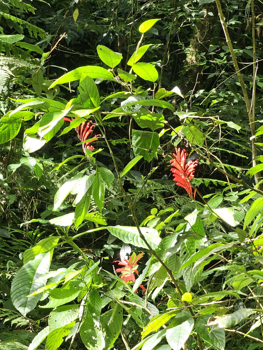 SIRIRI Turismo Rural tweet media