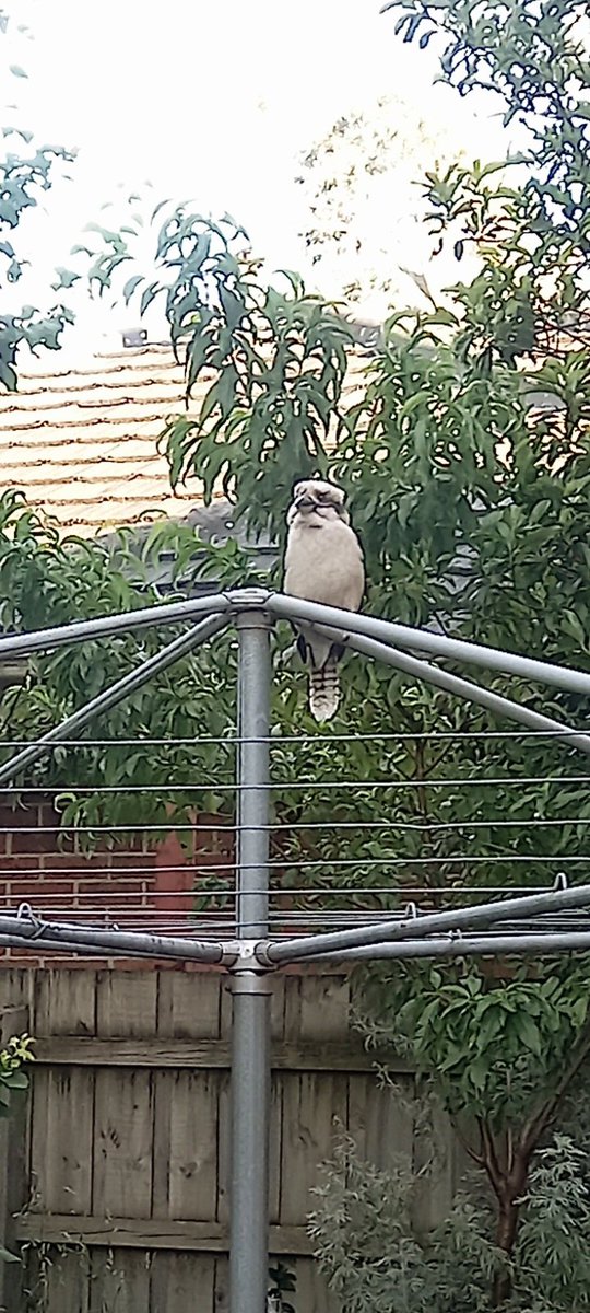 zblackcat2005's tweet photo. Kookaburra on a Hills Hoist.
Our land abounds with nature's gifts !
I LOVE AUSTRALIA 
Happy Australia Day  🇦🇺 
#AustraliaDay https://t.co/ZbjBA4mttL