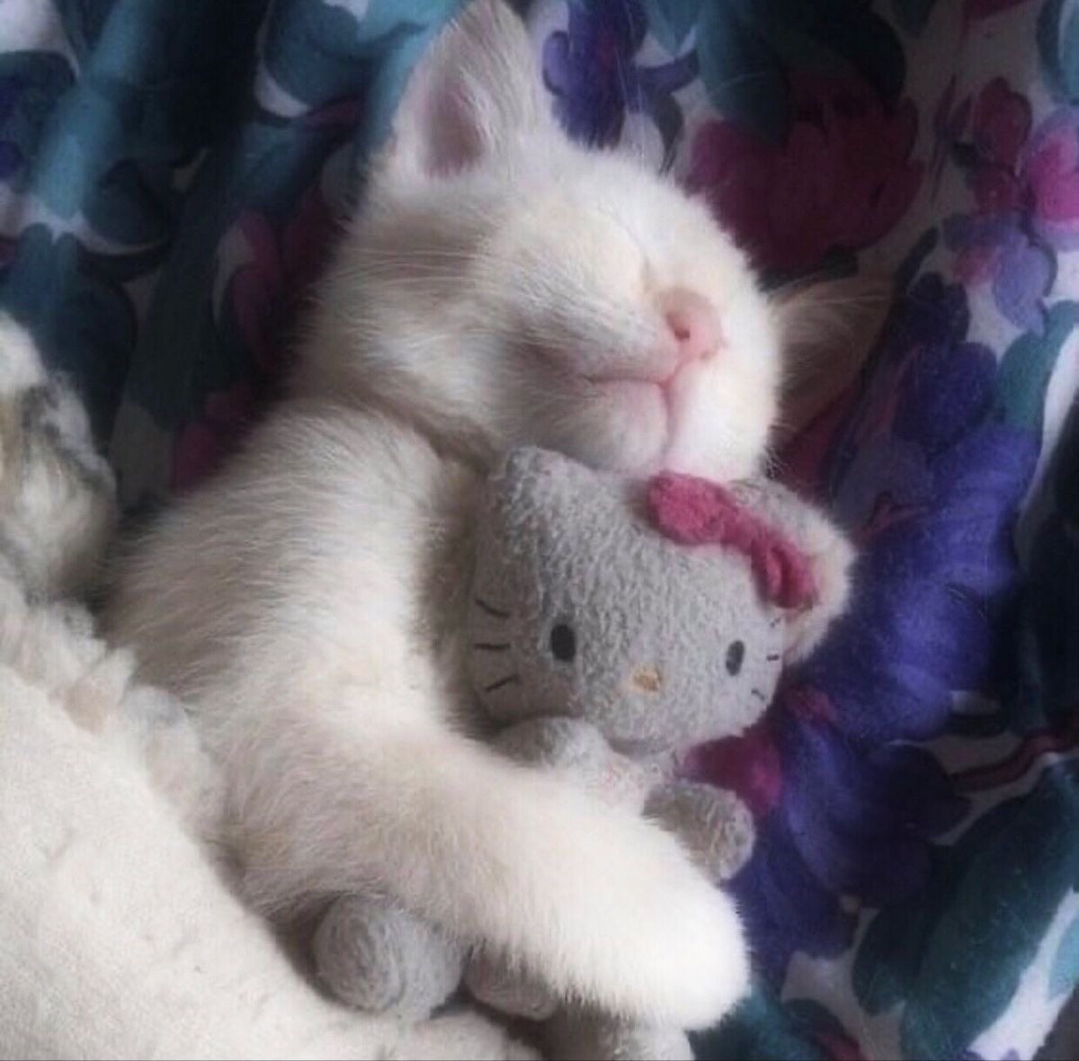 Kitty archives ♡ (@puppierz) on Twitter photo 