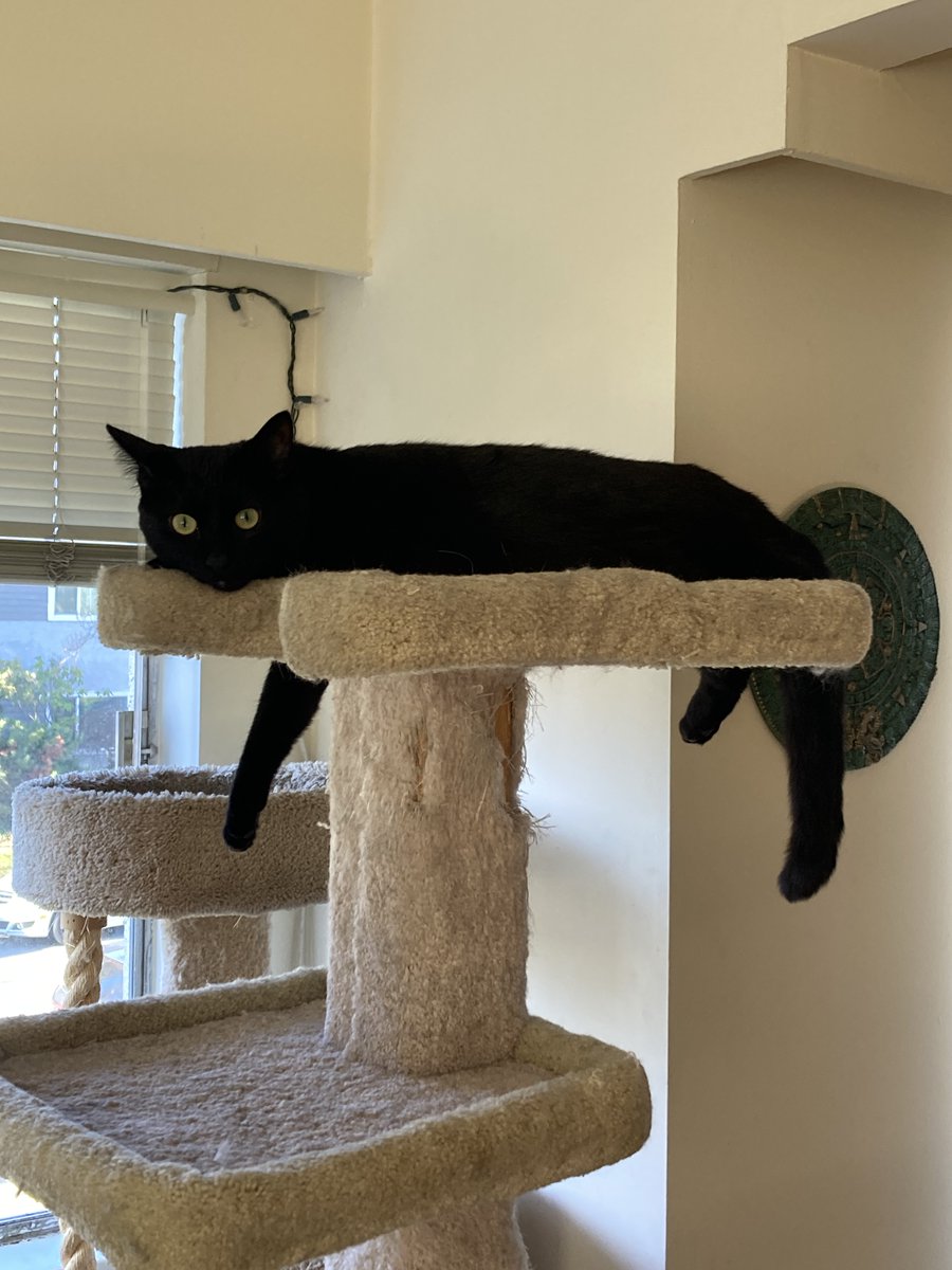 our baby is going to be 2 soon! Mom and dad feel so old. Remembering when we got him as a skinny under weight kitten. 😀