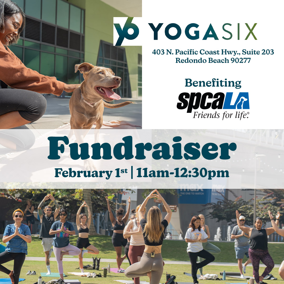 spcaLA's tweet photo. A purrfectly aligned cat pose🐈🧘🏻Join us Feb. 1st at @Yoga_Six in Redondo Beach for a yoga fundraiser class. This class is limited to 10 participants and includes cuddle-time with adoptable pets from #spcaLA. ⁠

https://t.co/6J0Oh3yPhD https://t.co/s5KzNtmMkc