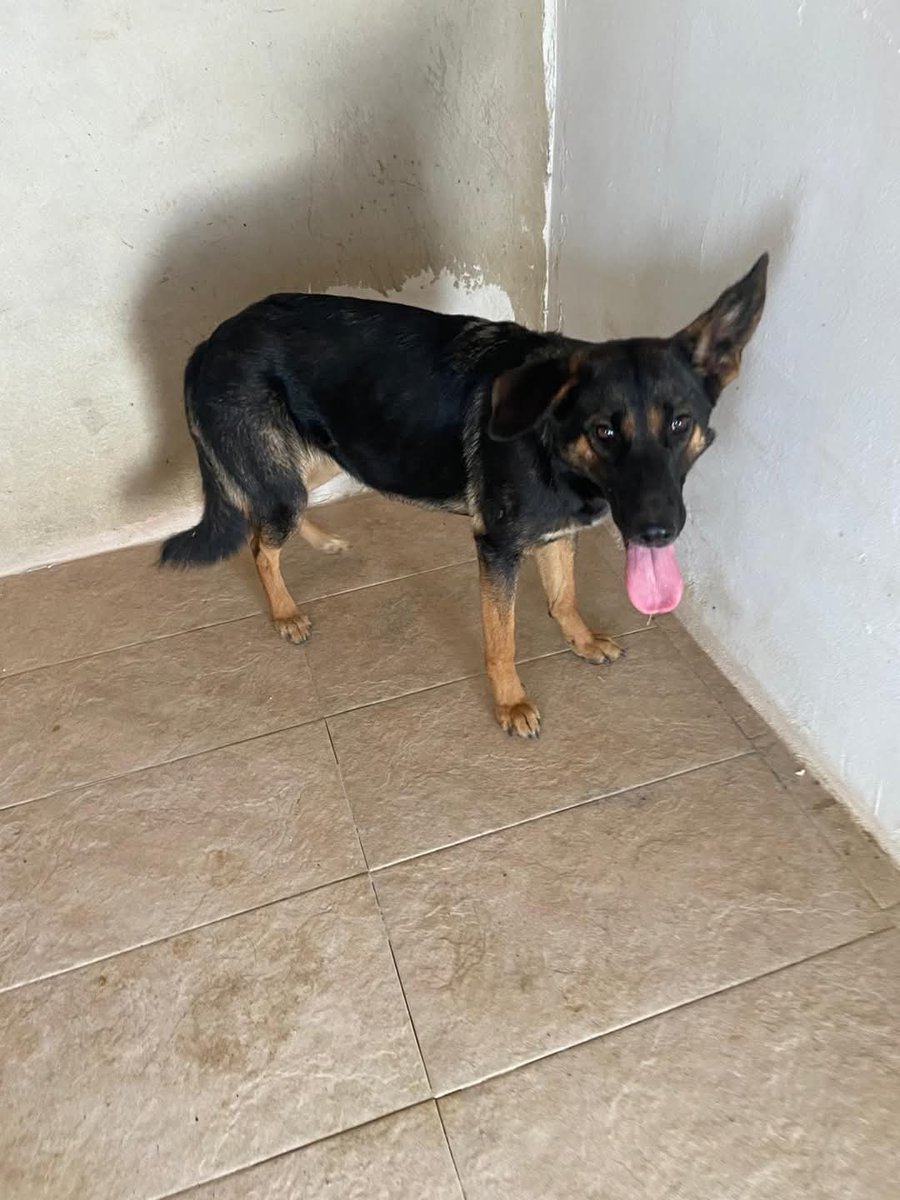 SilviaMylo's tweet photo. Habrá un alma humana de verdad que no mire la raza o el color y vea solo ese corazón que tantas veces rompieron y que aún confía en el ser humano? 😢 💔
Pobrecita 😢
Copio :
MÁS DE 3 MESES EN PERRERA,  CON DESESPERACIÓN POR SALIR DE ALLÍ Y SIN INTERÉS DE NADIE
SUBO VIDEO DE HOY

PERRERA DE SAN ANTÓN ( SEVILLA)

HEMBRA  SIN CHIP RECOGIDA EN ALMONTE EL 13/09/24
NADIE LA RECLAMÓ 
SE BUSCA QUIEN PUEDA AYUDARLA A SALIR DE ALLI🙏

601 297 693