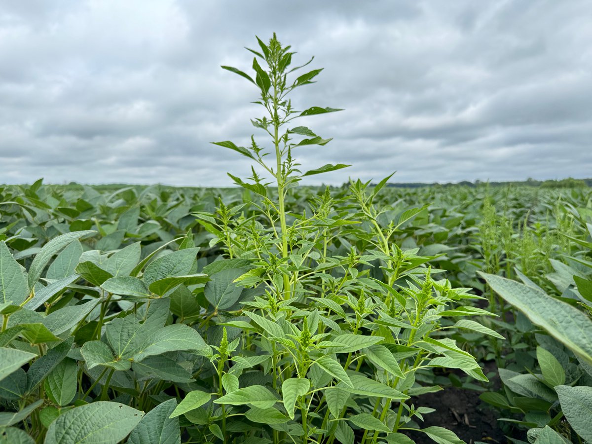 Hello #AgTwitter, we need your insights! 

To the best of your recollection, when did glyphosate-resistant #waterhemp first become noticeable in the fields you manage?

Please "reply" or direct message me with: County, State, and Year (e.g., Dane County, WI, 2014).

We aim to use