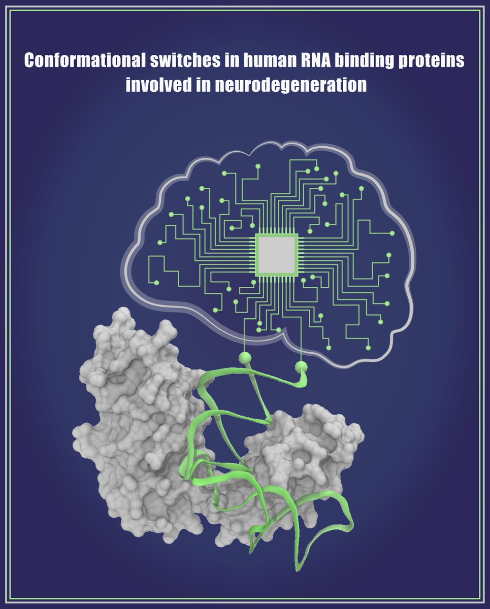 atanuchem48's tweet photo. My first article from @IITKgp. This unsolicited review explores conformational switching in protein-RNA complexes and their roles in neurodegenerative diseases. The image is just a visual representation of the topic. 
https://t.co/LIycizudRo https://t.co/8sRfnzCiaB