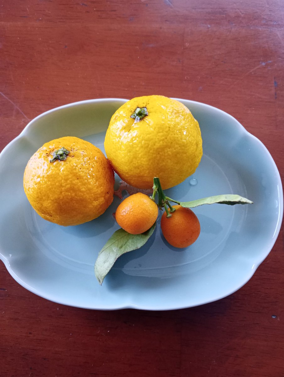 きんかん様 金柑（きんかん） | みかん大事典 | みかんのことなら「のま果樹