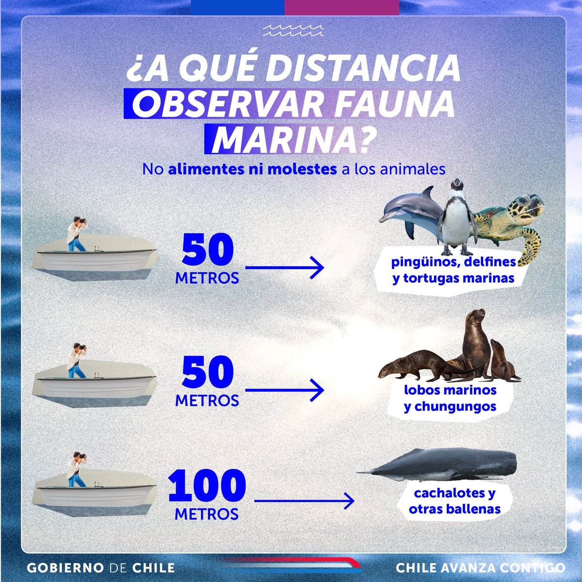 GobiernodeChile's tweet photo. Si vas a vacacionar en las costas de nuestro país ten en cuenta la distancia ideal para hacer avistamiento de fauna marina como pingüinos, chungungos, toninas y ballenas.

Este espacio permite que no se perturben los hábitos de alimentación, descanso y reproducción de los animales.