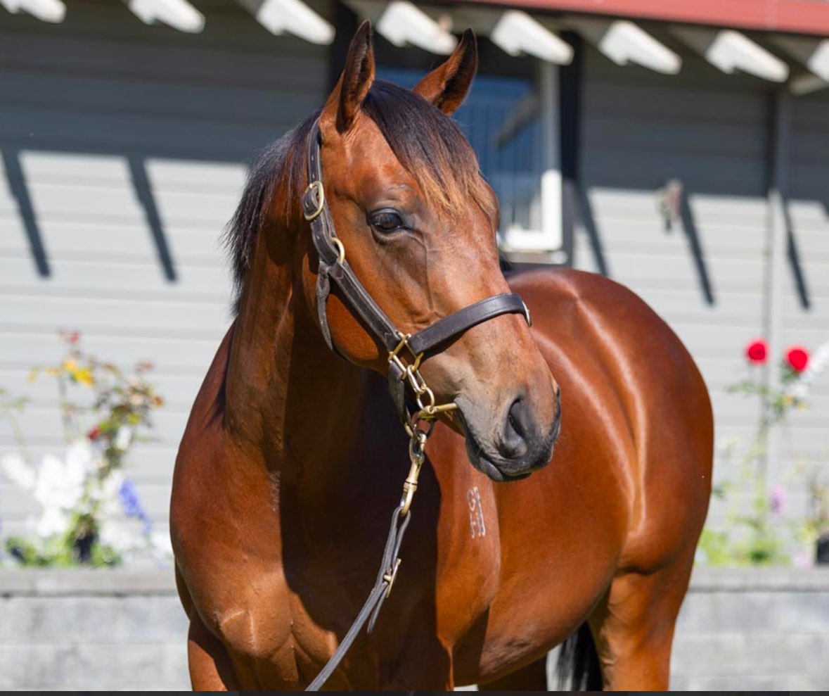 Lot 58 from Karaka, a colt by Tarzino from Westbury Farm.. the same ingredients of Gr1 winner Jungle Magnate.. 🤞

Purchased for $180k.