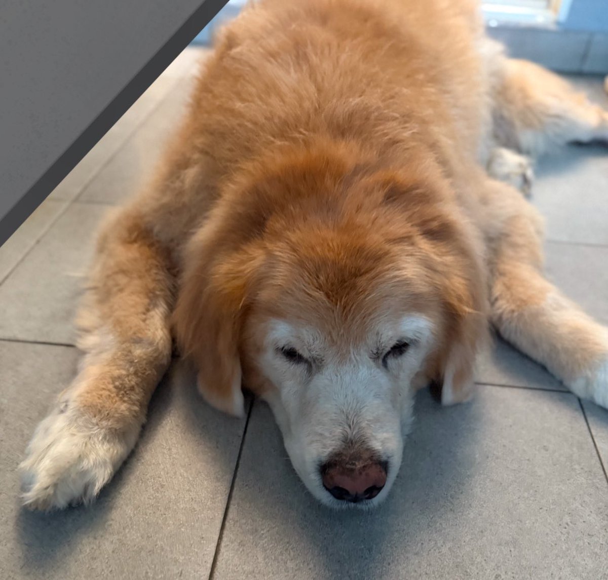 hellostal's tweet photo. a good boy https://t.co/q1V4KADLiz