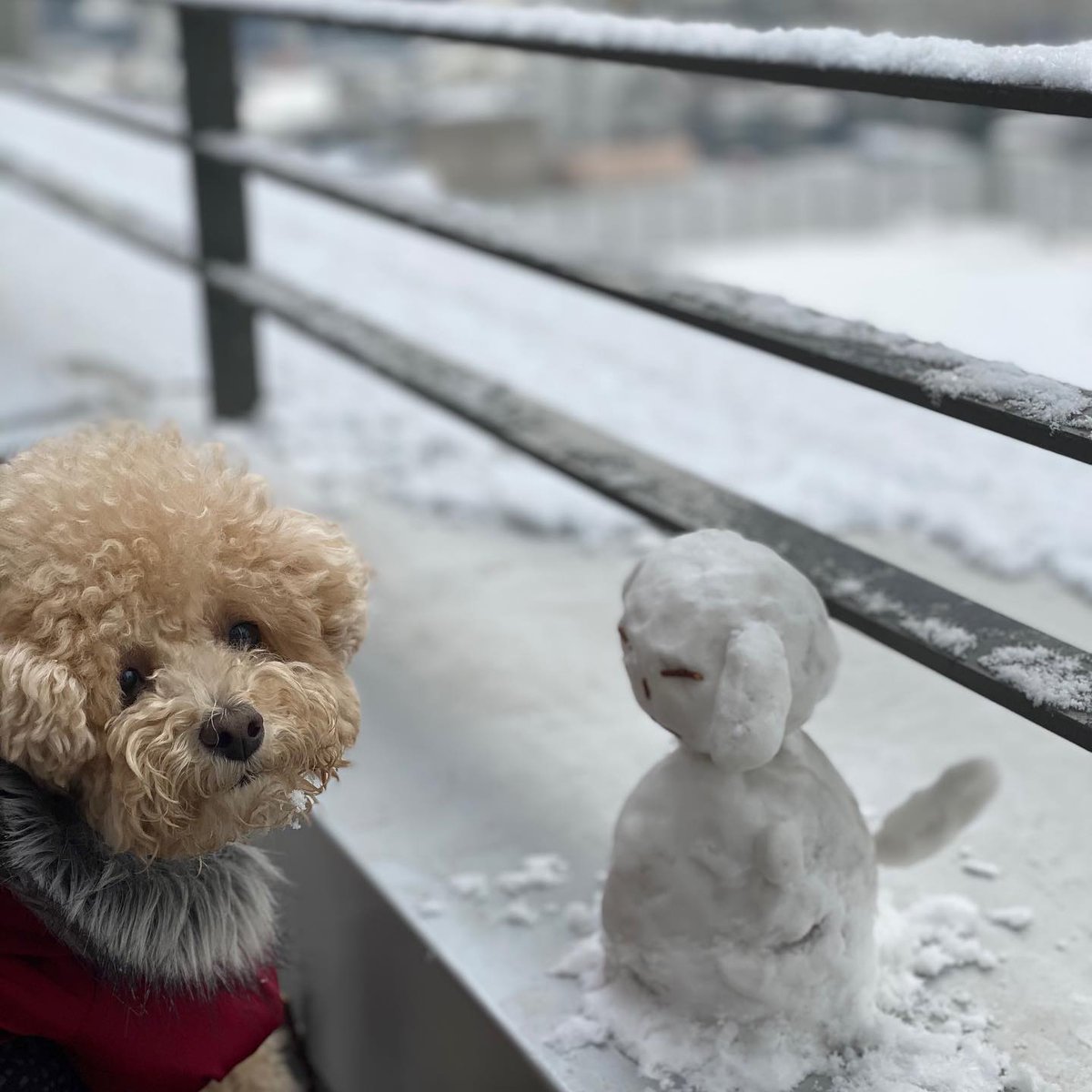호두 눈사람☃️🐾