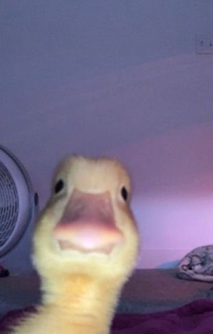 miyasrin's tweet photo. this how i feel whenever i type the word fucking but it autocorrects to ducking https://t.co/PwyRUHYLUg