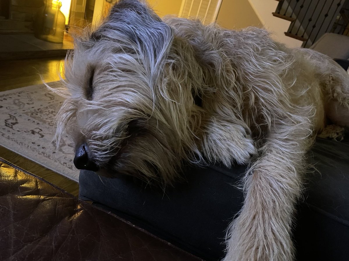 silaszaffiro's tweet image. #otterhound #bestboy 💤
