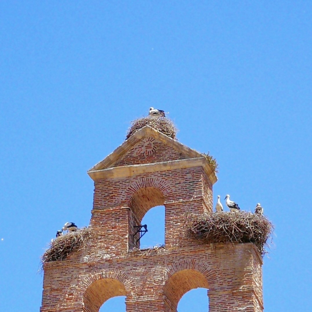 Loreinsitu's tweet photo. @leonbomberos ¿Y qué va a pasar ahora con las cigüeñas que allí anidaban? @SEO_BirdLife @LeonAyto https://t.co/RF7IFvLdj0