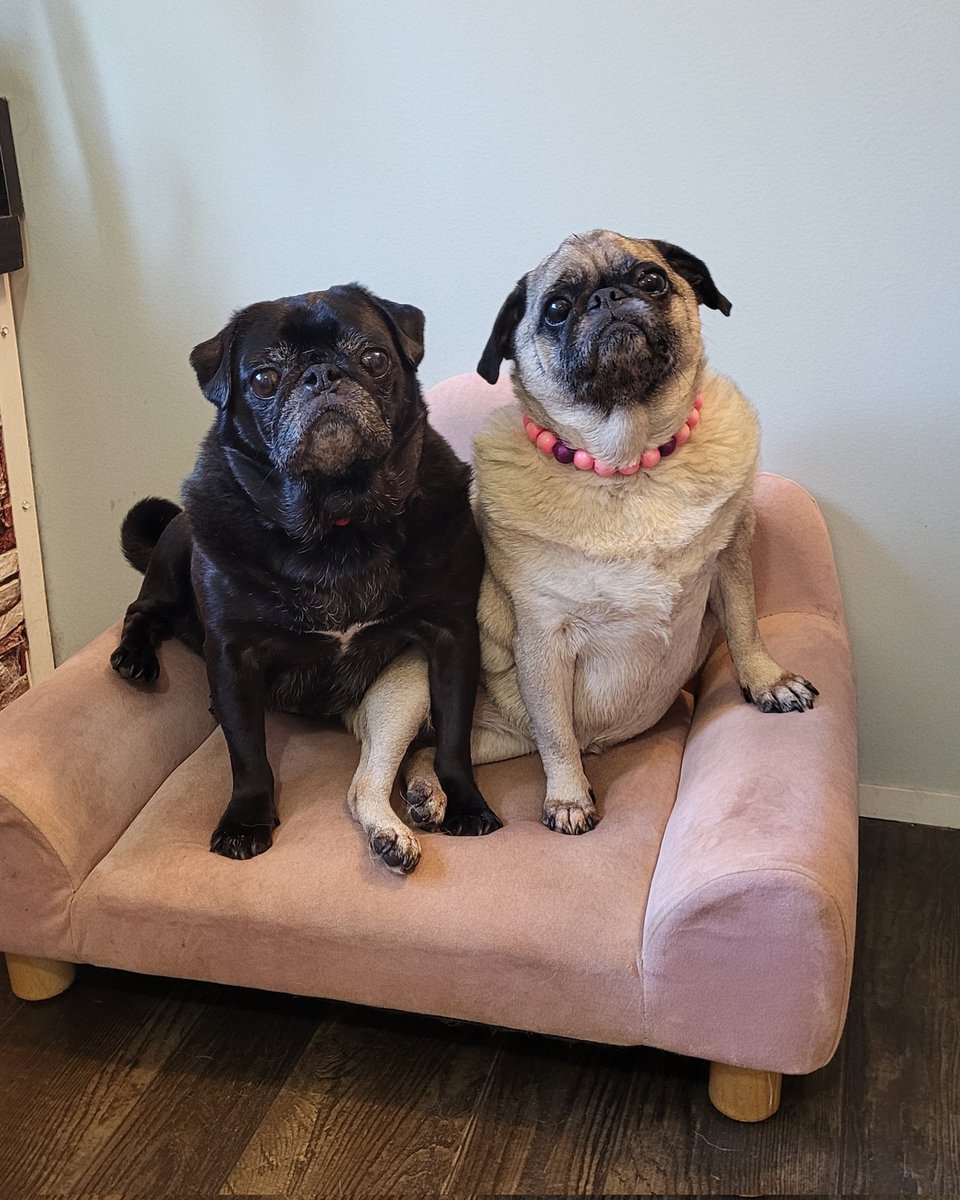 gloinvt's tweet photo. If it fits, I sits!! Mimi and Dyna 

#pugchat 
#puglife 
#pugrescue
#pugsrule 
#pugsofx https://t.co/zTXNRXbOIh