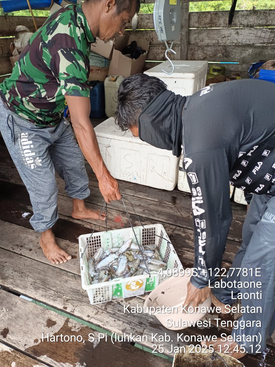 Hartono44759248's tweet photo. Sabtu(25/01/2025)luhkan Kab. Konawe Selatan, di KUB Mapadakau Desa Labotaone, melaporkan hasil tangkapan Cumi Cumi, dengan API Jaring insang lingkar, sebanyak 30 kg, harga jual Rp. 40.000/kg
#luhlapor 
#GiatLuhkanSatminkalMaros
@luhkanbrpbap3 https://t.co/jnKSIZ6519