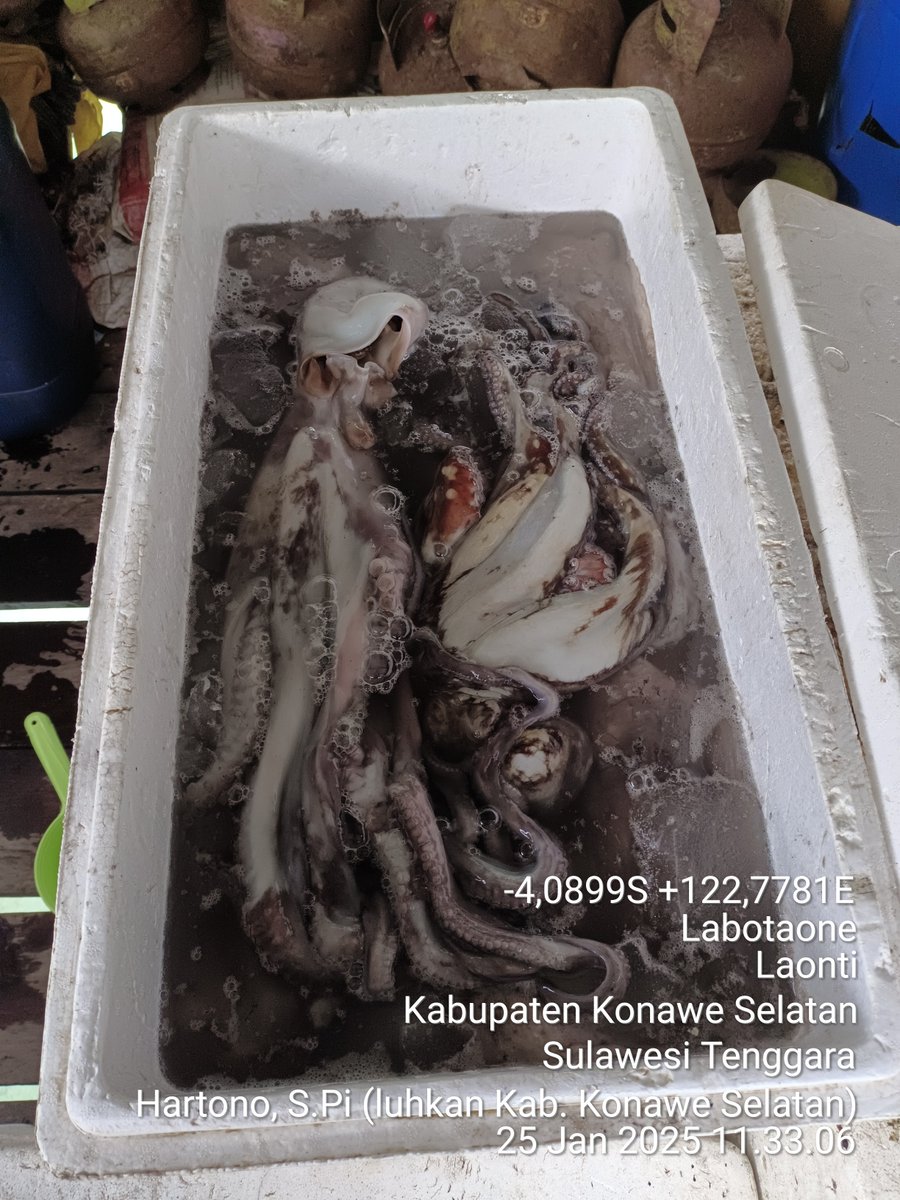 Hartono44759248's tweet photo. Sabtu(25/01/2025)luhkan Kab. Konawe Selatan, di KUB Mapadakau Desa Labotaone, melaporkan hasil tangkapan Cumi Cumi, dengan API Jaring insang lingkar, sebanyak 30 kg, harga jual Rp. 40.000/kg
#luhlapor 
#GiatLuhkanSatminkalMaros
@luhkanbrpbap3 https://t.co/jnKSIZ6519