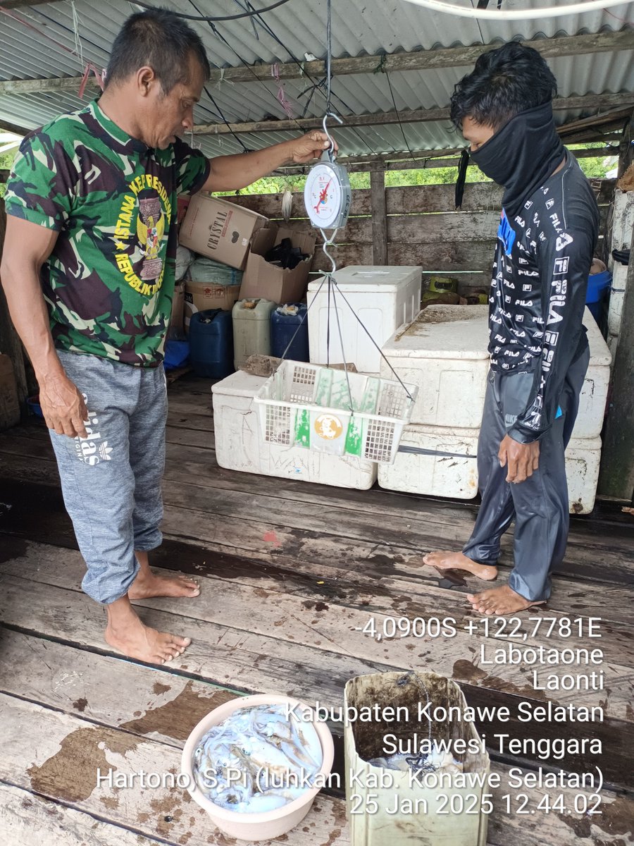 Hartono44759248's tweet photo. Sabtu(25/01/2025)luhkan Kab. Konawe Selatan, di KUB Mapadakau Desa Labotaone, melaporkan hasil tangkapan Cumi Cumi, dengan API Jaring insang lingkar, sebanyak 30 kg, harga jual Rp. 40.000/kg
#luhlapor 
#GiatLuhkanSatminkalMaros
@luhkanbrpbap3 https://t.co/jnKSIZ6519