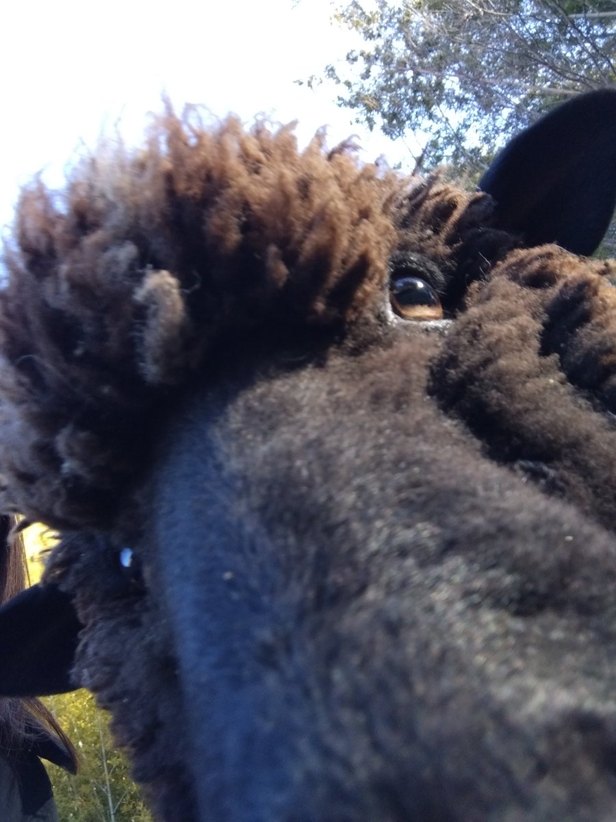 ななの羊毛屋 tweet media