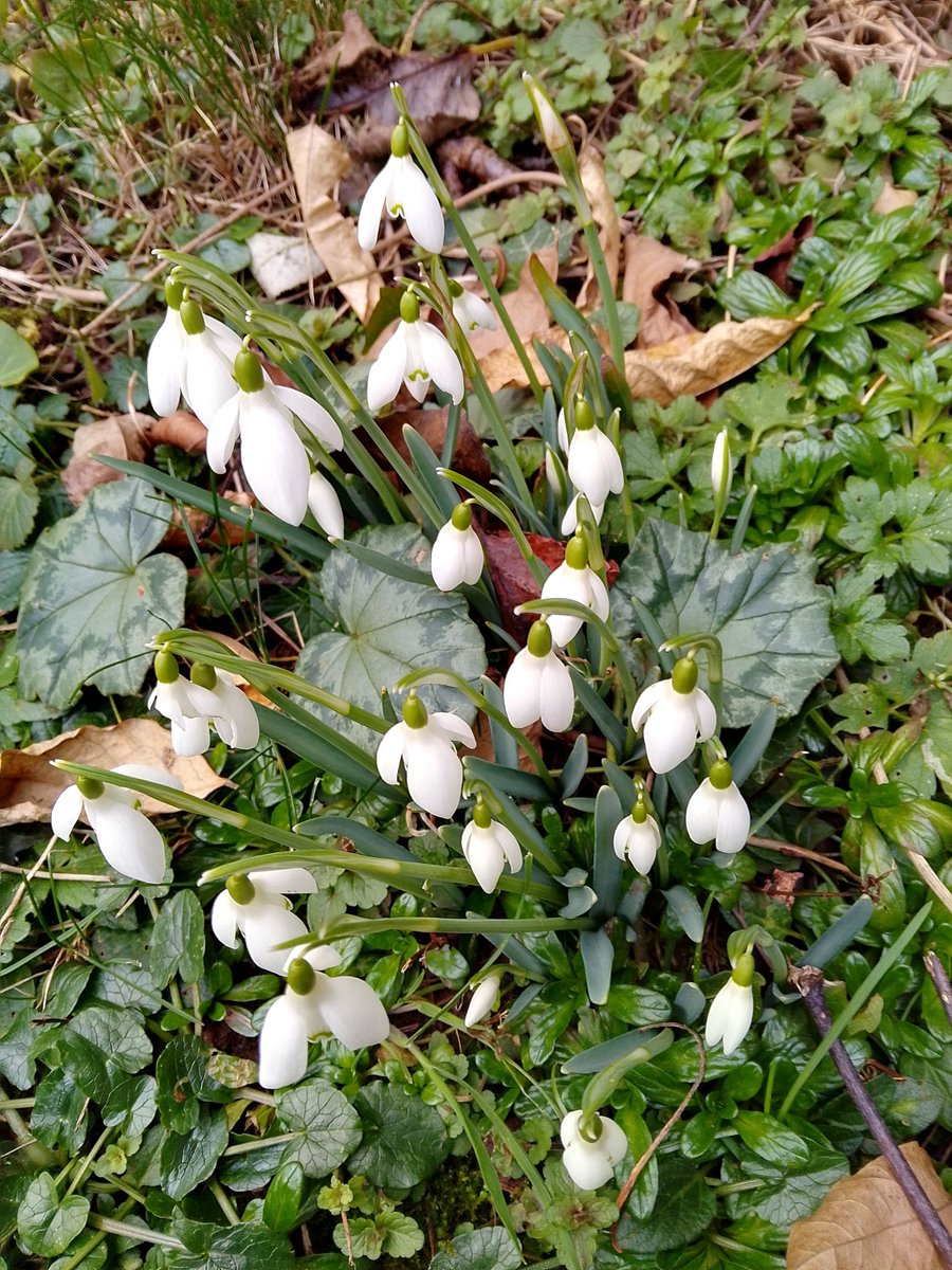 Spotted this morning, Welsh Marches.
