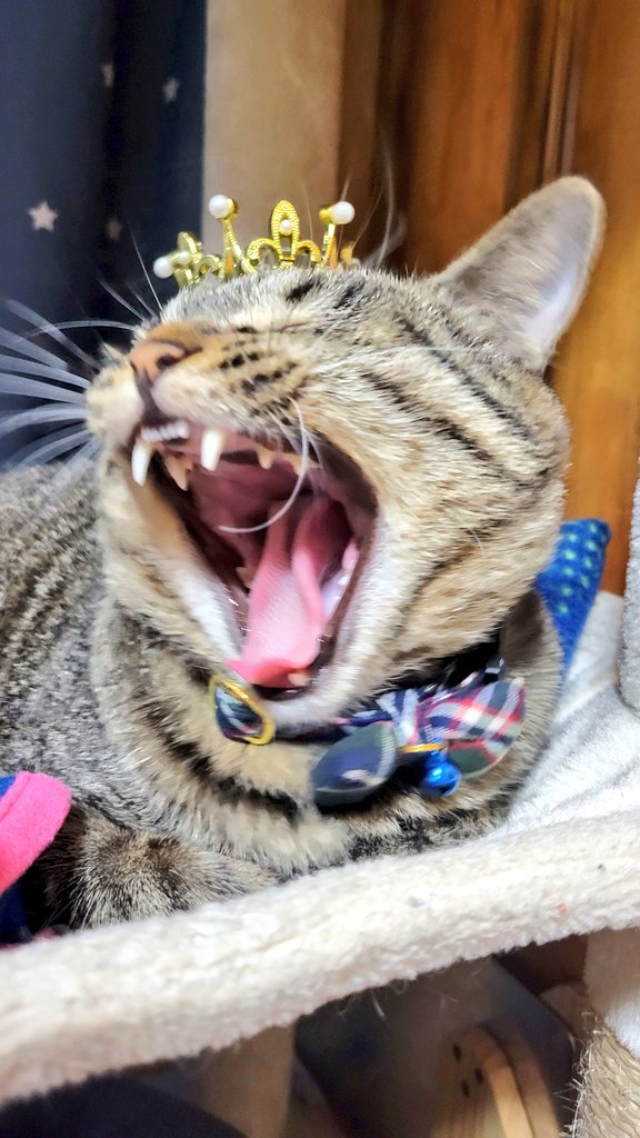 プリンセス👸
不満そうな顔だね

#はむちゃん　#キジトラ
#猫のいる暮らし
#猫好きさんと繋がりたい