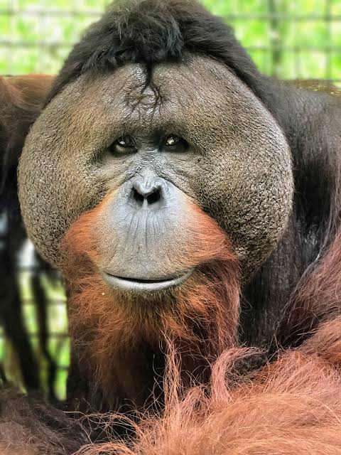 lady_orangutan's tweet photo. @apes8U the SEBASTIAN is but EDUCATING this young girl for she dare call me THIEF . I am NO thief . she must RESPECT the SEBASTIAN for I am OLDER and UNCLE . #RESPECTDESERVED https://t.co/GY62eHeDxJ