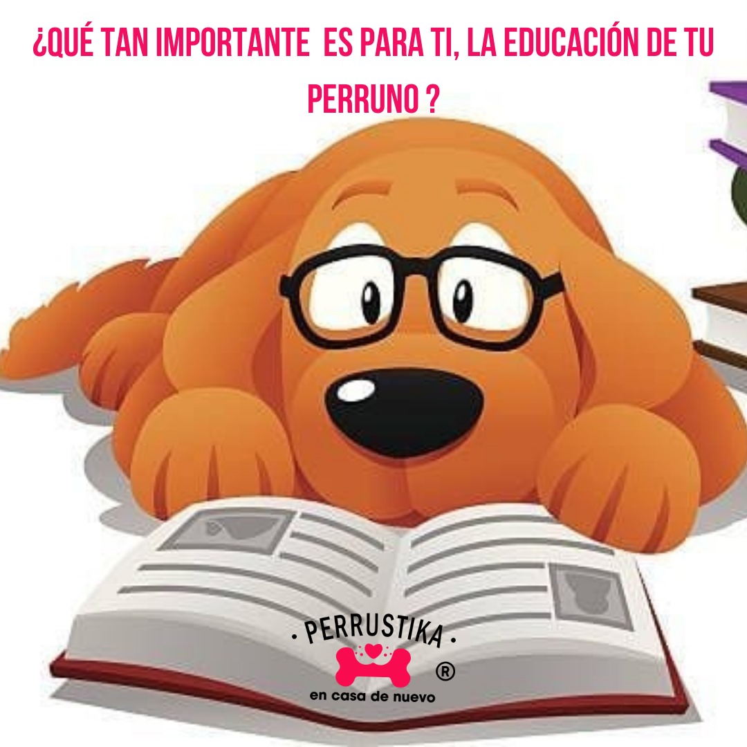 perrustika's tweet photo. Recordemos que la paciencia y el amor son esenciales en el proceso de educación. 🥰🐕 ¡Comencemos hoy mismo a practicar el refuerzo positivo y veamos cómo nuestros perrunos florecen! 🌼🐾
#RefuerzoPositivo #EducaciónCanina #PerrosFelices #AmorPerruno #CrianzaConAmor https://t.co/XeN6CR2xpz