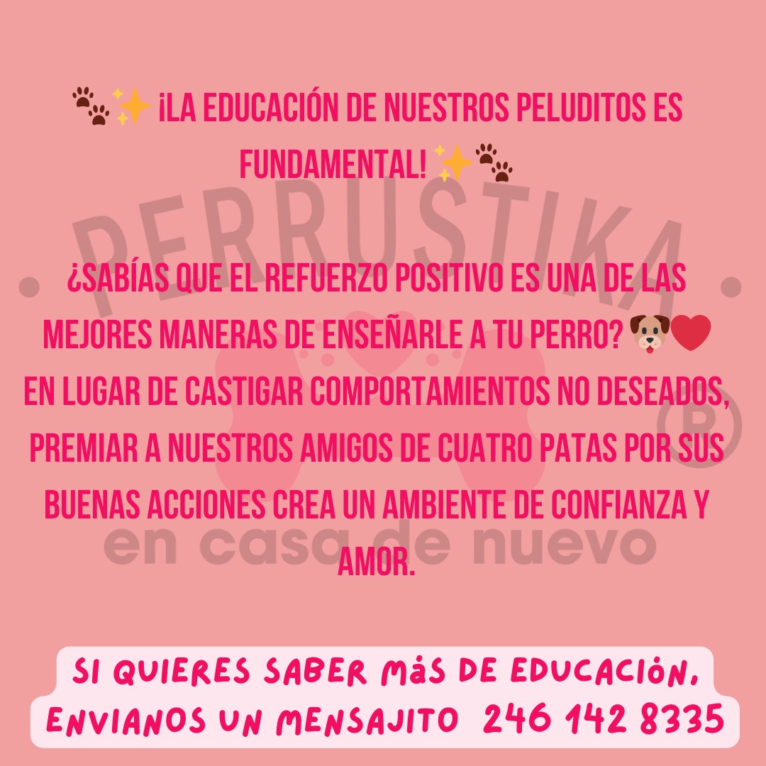 perrustika's tweet photo. Recordemos que la paciencia y el amor son esenciales en el proceso de educación. 🥰🐕 ¡Comencemos hoy mismo a practicar el refuerzo positivo y veamos cómo nuestros perrunos florecen! 🌼🐾
#RefuerzoPositivo #EducaciónCanina #PerrosFelices #AmorPerruno #CrianzaConAmor https://t.co/XeN6CR2xpz