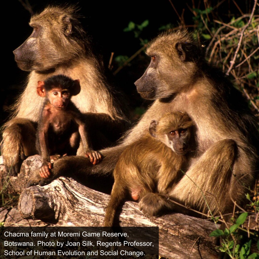 HumanOriginsASU's tweet image. 📊Decades of data show age plays an important role in primate reproduction -- with @jacobafeder a National Science Foundation Postdoctoral Fellow with the Institute of Human Origins. Read more: bit.ly/40NLZeA