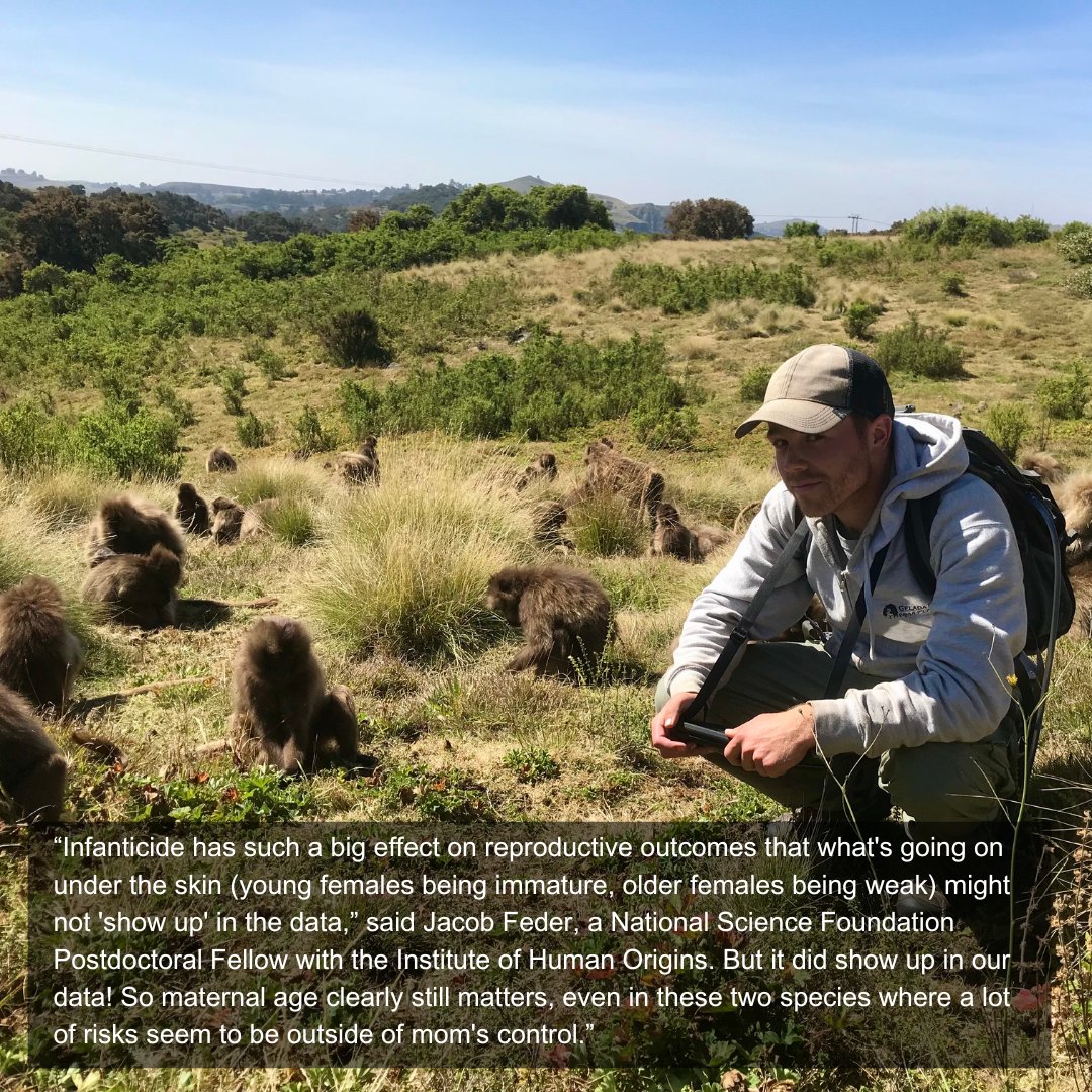 HumanOriginsASU's tweet image. 📊Decades of data show age plays an important role in primate reproduction -- with @jacobafeder a National Science Foundation Postdoctoral Fellow with the Institute of Human Origins. Read more: bit.ly/40NLZeA