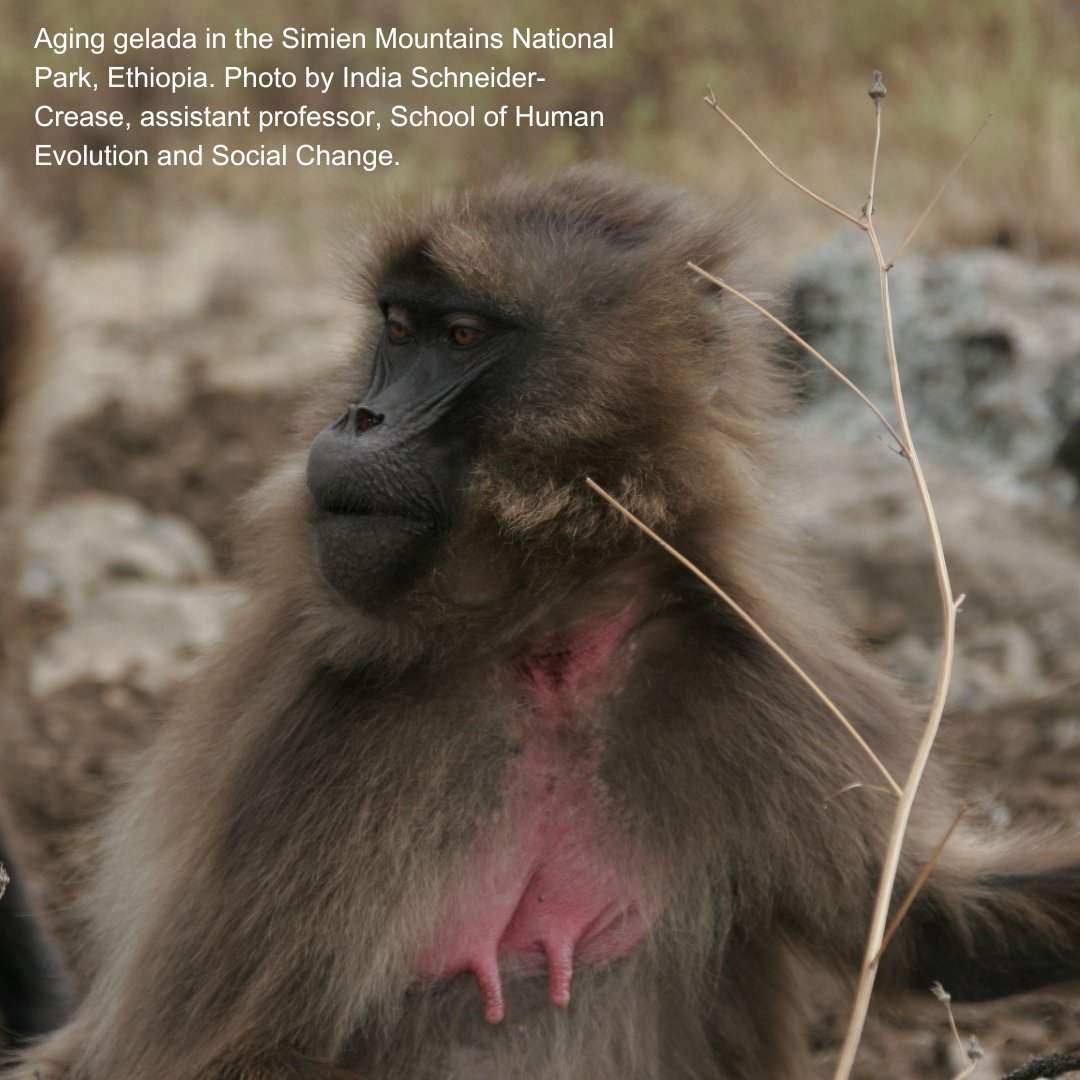 HumanOriginsASU's tweet image. 📊Decades of data show age plays an important role in primate reproduction -- with @jacobafeder a National Science Foundation Postdoctoral Fellow with the Institute of Human Origins. Read more: bit.ly/40NLZeA