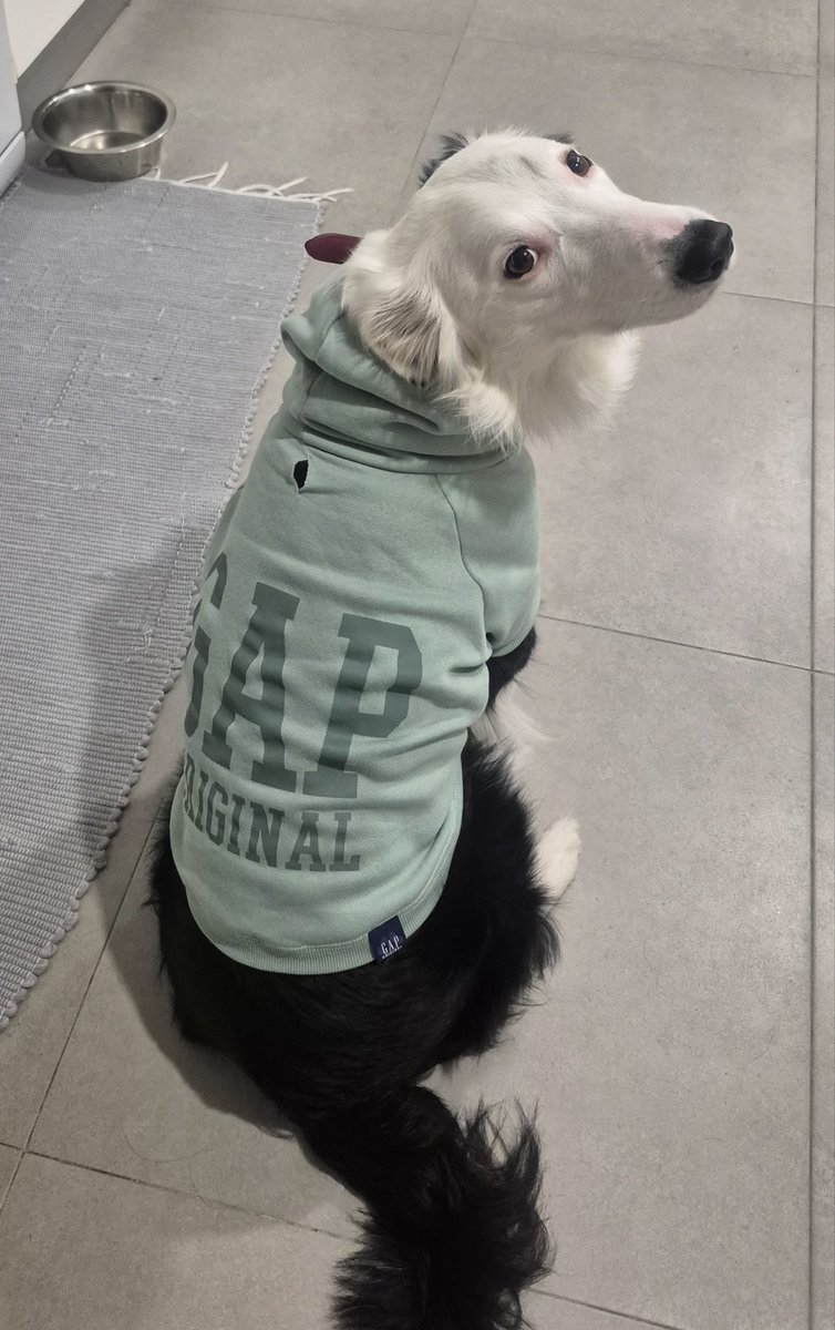 Booooo! # BorderCollie #DogsonX #Gap