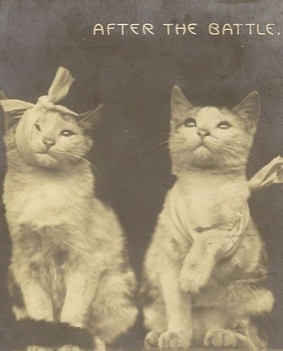 PunchingCat tweet picture