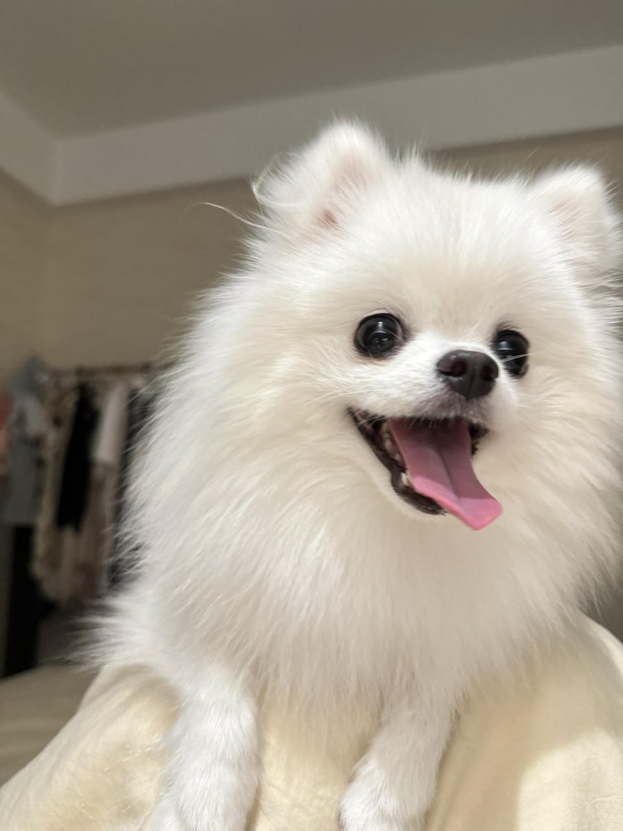 WhiteJoin04's tweet image. Every time I go for a bath the whole dog gets smaller 😨🐶