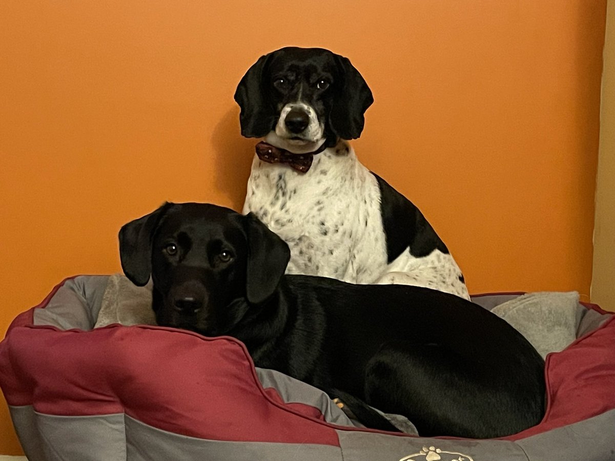 DawneDc's tweet photo. @peterwrightvet Awww too cute! These 2 wish you and lin a happy and stress free weekend x https://t.co/tKjXj07TtA