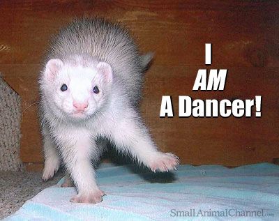 FerretPerHour's tweet photo. https://t.co/ggP7tIVtCB