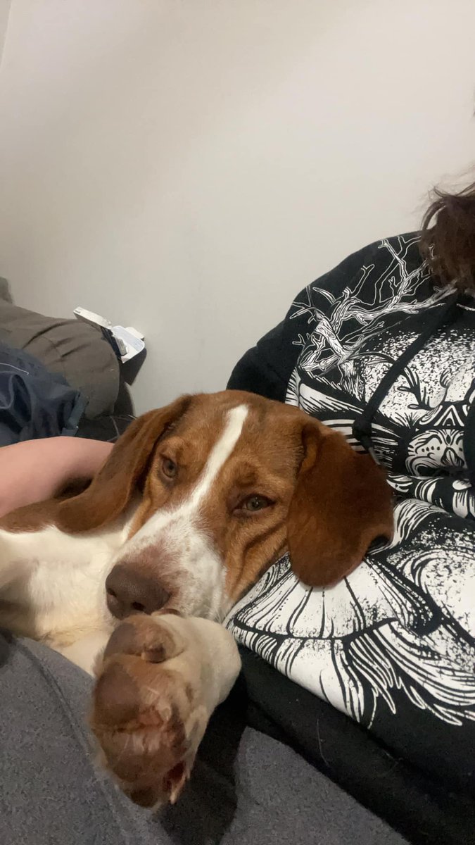 Adoptable #beagle of the day MILES tribeagles.org/product/miles-…