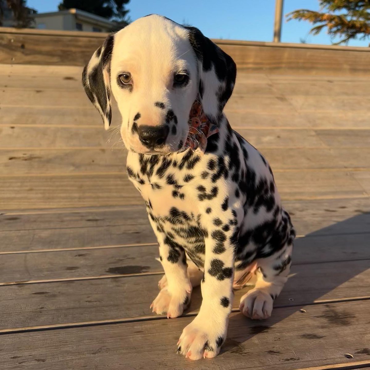 RabbitgooM's tweet image. From little spots to big adventures 🐶➡️🐕 @stella_ledalma #rabbitgoo #RGcommunity #SpottedDog #CuteDogs #DogLife