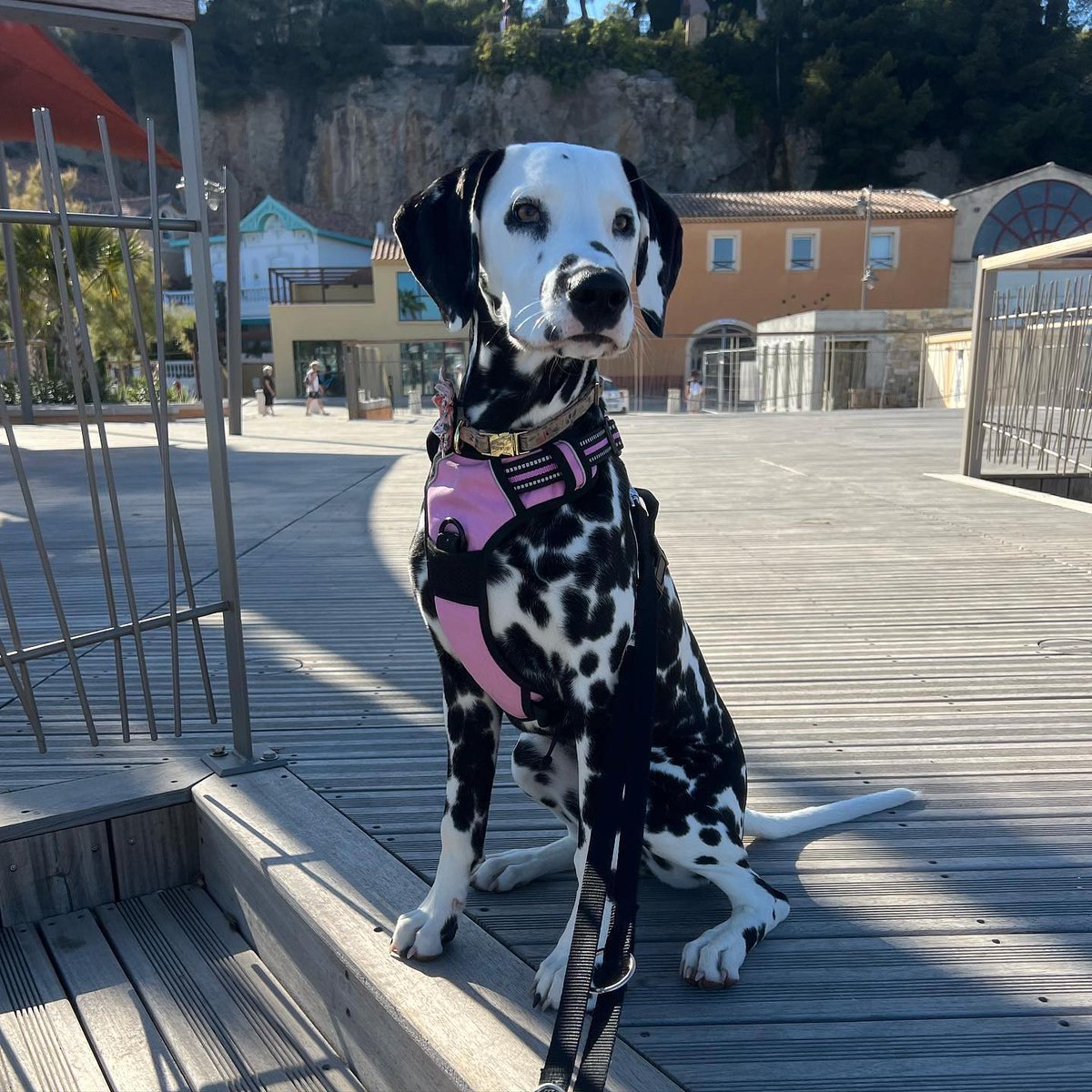 RabbitgooM's tweet image. From little spots to big adventures 🐶➡️🐕 @stella_ledalma #rabbitgoo #RGcommunity #SpottedDog #CuteDogs #DogLife