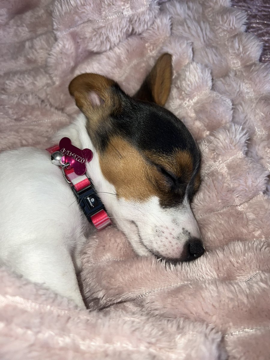 alyssa_p3's tweet photo. @babaspizza This is Millie ✨ https://t.co/zpM0fzzNfw