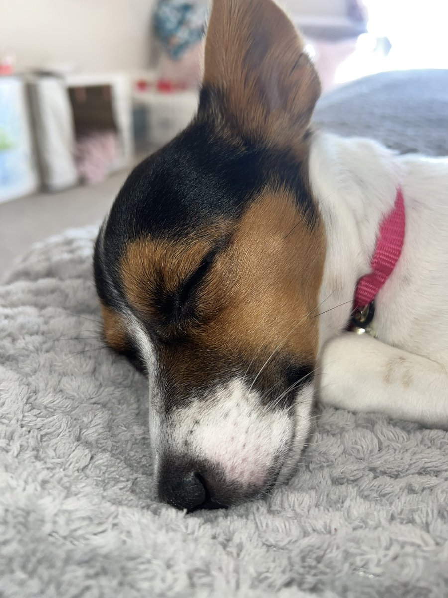 alyssa_p3's tweet photo. @babaspizza This is Millie ✨ https://t.co/zpM0fzzNfw