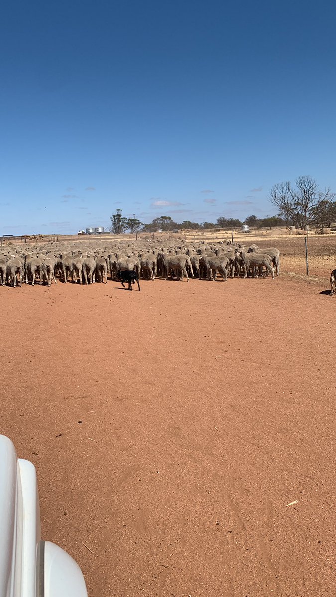 Happy Australia Day
#eatmorelamb #keepthesheep #MLA