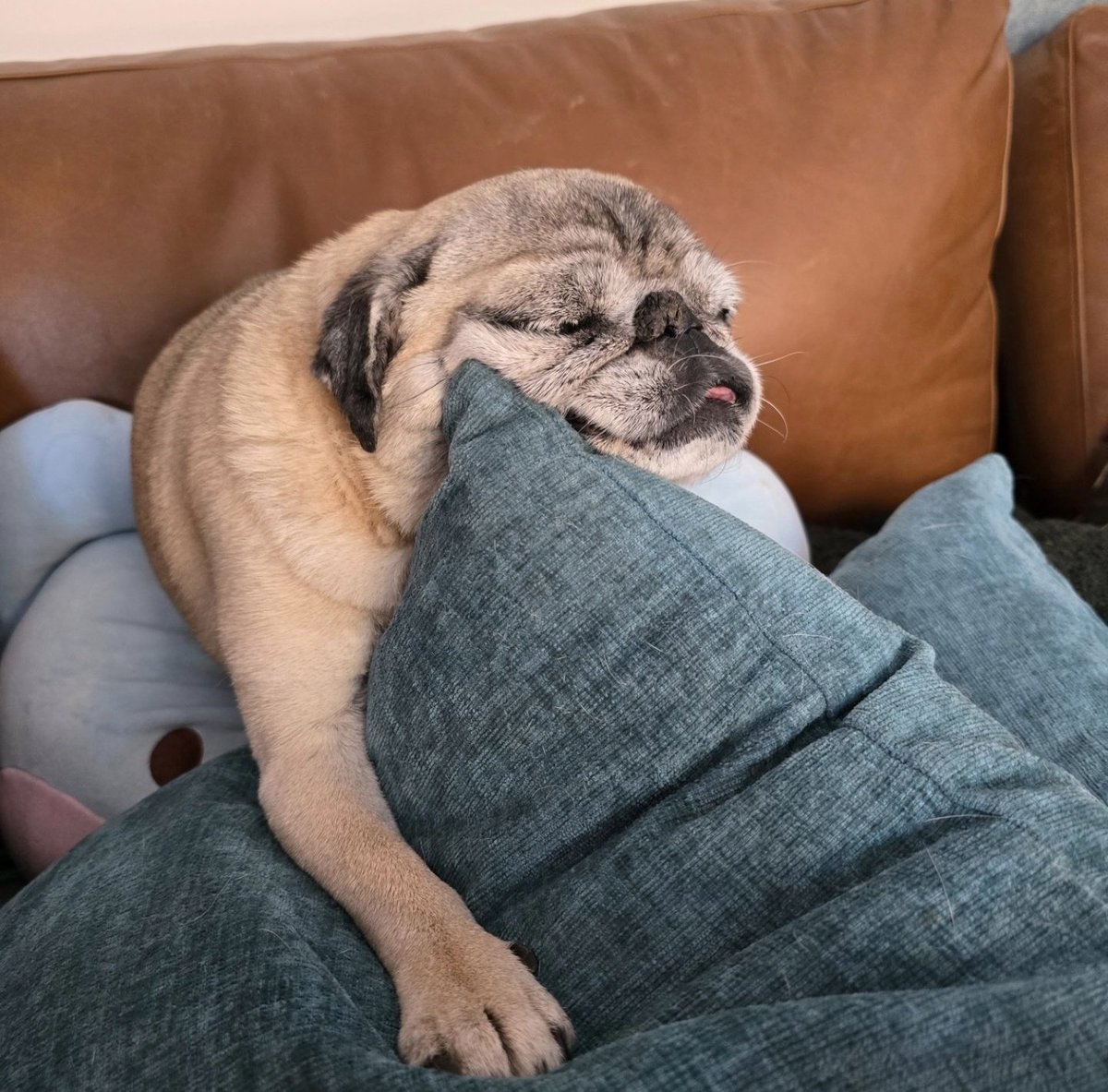 You cozy there, Rosy? #rosyposy #lilpugbean