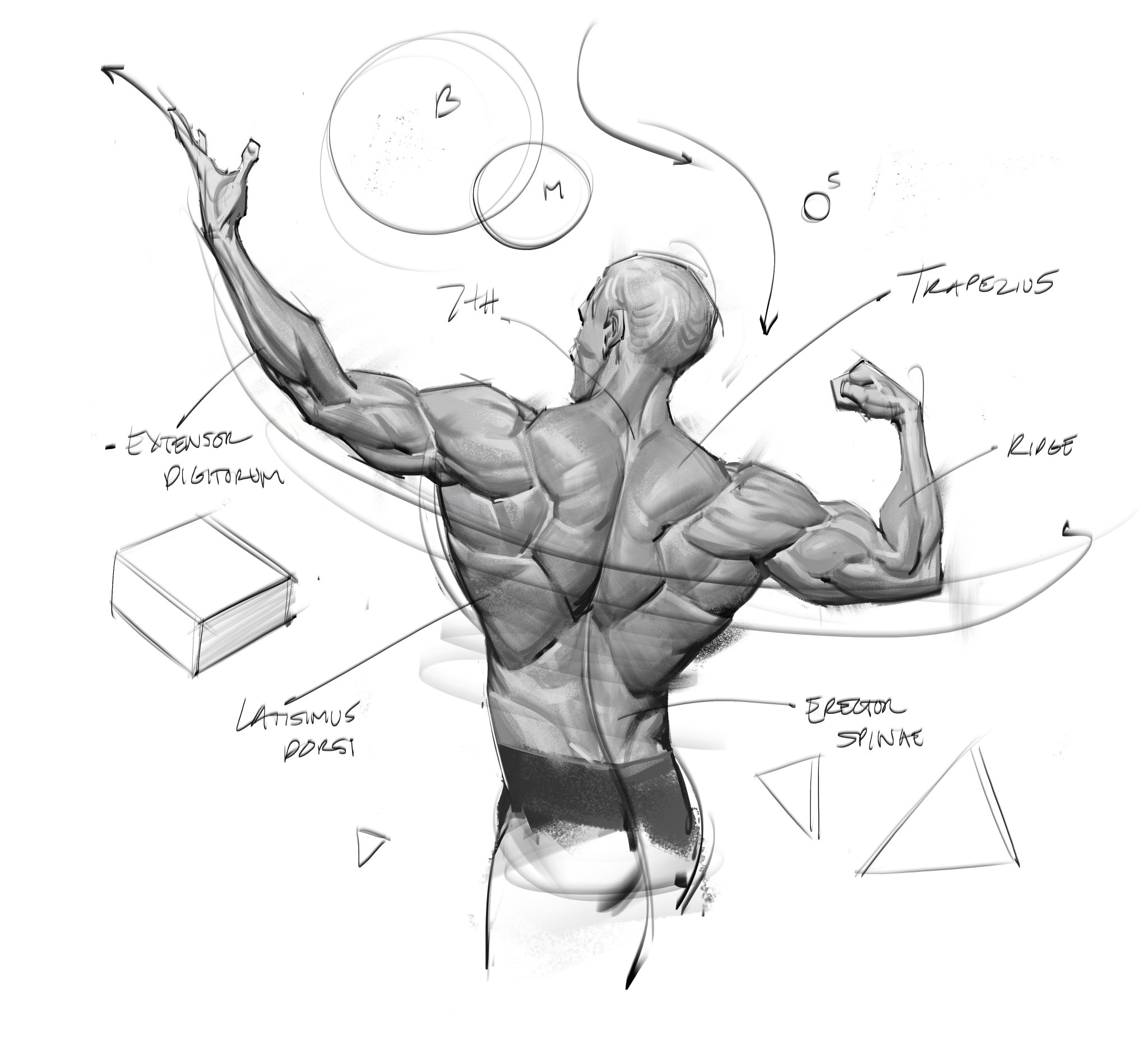 Muscle Back Drawing How To Draw A Back, Drawing, Step By Step, By Dawn