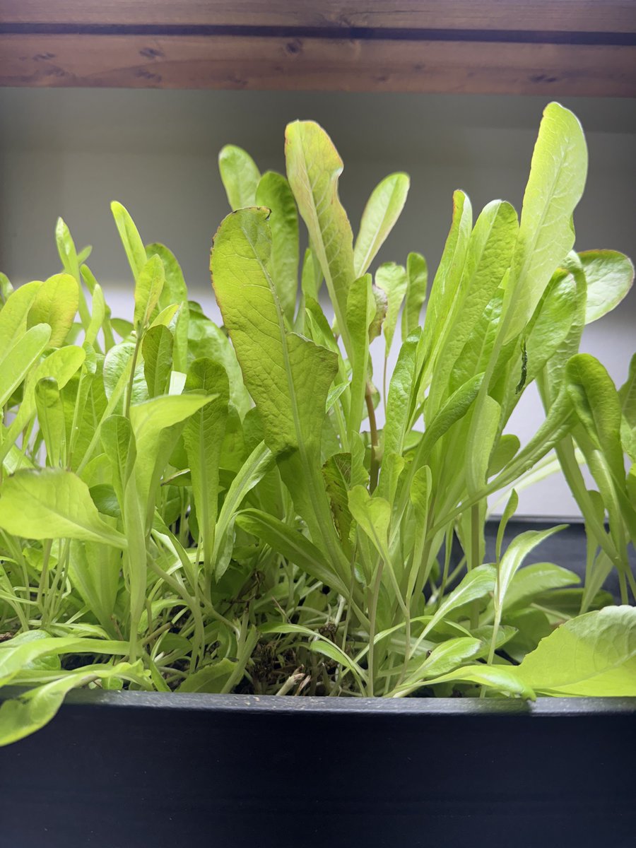 Winter Romain lettuce is coming up!! … so let’s get this Party Started!