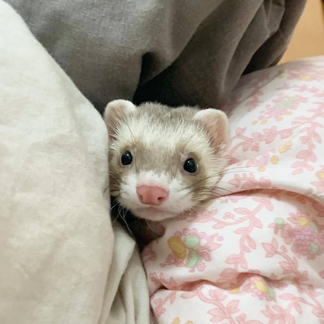 FerretPerHour's tweet photo. https://t.co/G1FwrkY9Y5