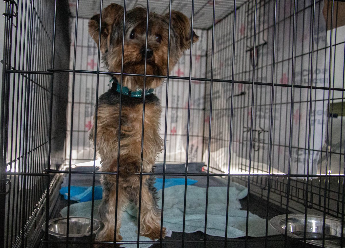 SoCal_RedCross's tweet image. Disaster response is a team effort!⛑️

We’re grateful to our firefighters battling on the frontlines, our animal care partners who are caring for evacuated pets, &amp;amp; our volunteers for giving comfort to those in need.  

➡️ More info on the #Border2Fire: rdcrss.org/3LSF6QM