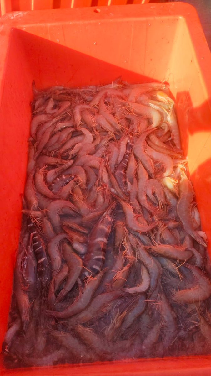 windya_melani's tweet photo. Selasa (14/01), Rusyita Windya , Luhkan Kutai Timur, di Bp Saidil Amri KN Bawal Bolong, Ds Benua Baru Ulu, melaporkan tangkapan Udang, Jaring hela berkantong, sebanyak 31,8 kg, 
harga Jual Rp 35.000-100.000/kg #GiatLuhkanSatminkalTegal #KutaiTimur #Tangkap https://t.co/EQm5mSO7z7