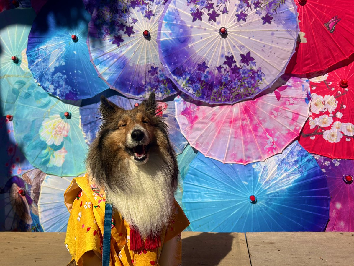 色々重なりようやく出来たステラちゃんの753！👘
別小江神社でして頂きました🥰
#シェルティ  #別小江神社